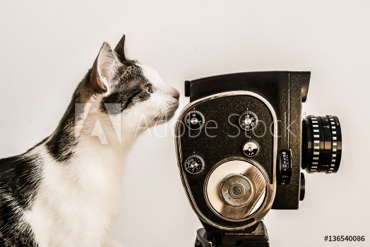 Bild på White and gray cat looking into viewfinder of vintage camera White background